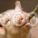 Автоматические поилки для свиней